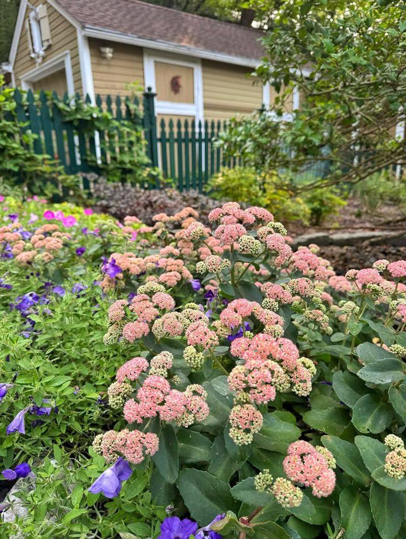 Sedum Stores Water In Leaves And Survives Dry Periods