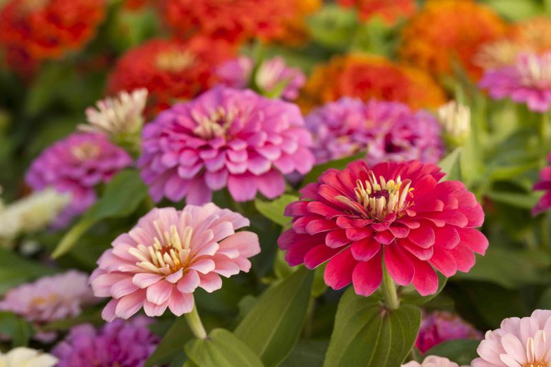 Zinnias Fill Beds With Fast Bright Color