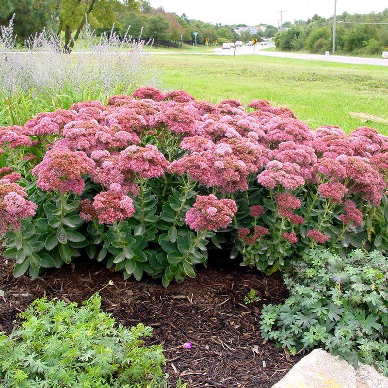 Sedum Stays Compact And Upright Into Fall