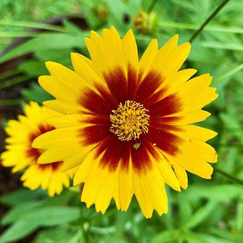 Coreopsis Looks Bright And Full Even In Dry Soil