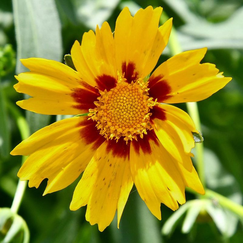 Coreopsis Brings Bright Color For Weeks