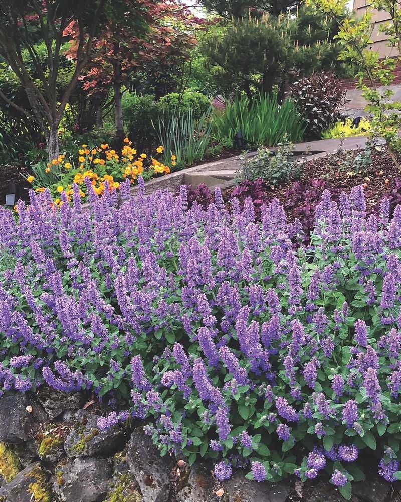 Catmint Produces Waves Of Soft Purple Flowers