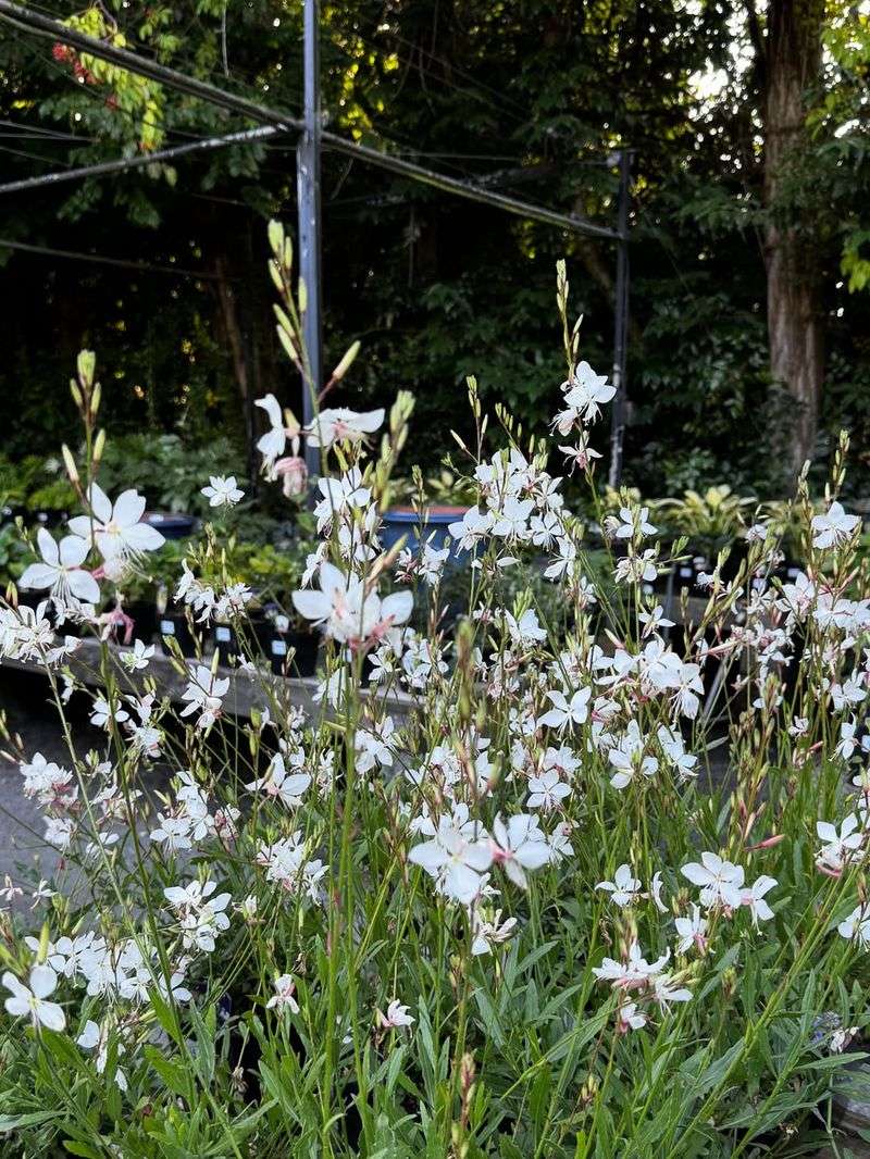 Gaura Blooms Continuously Even In Dry Poor Soil Conditions