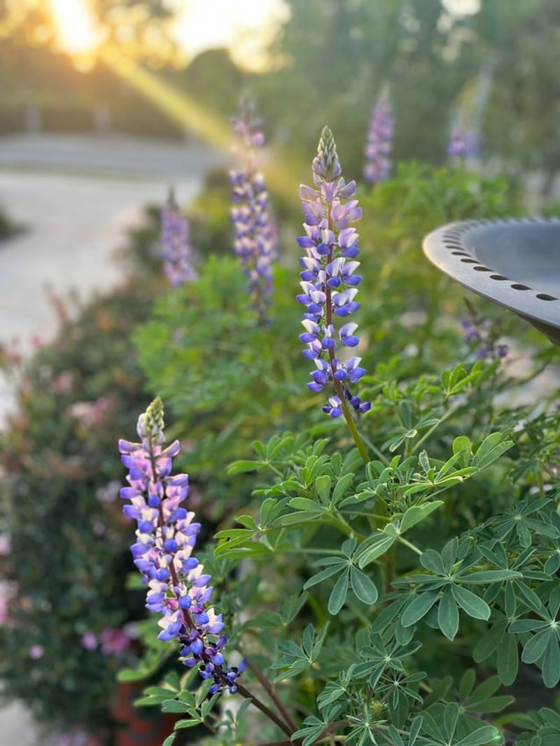 Lupine Benefits From An Early Start Before Heat Builds