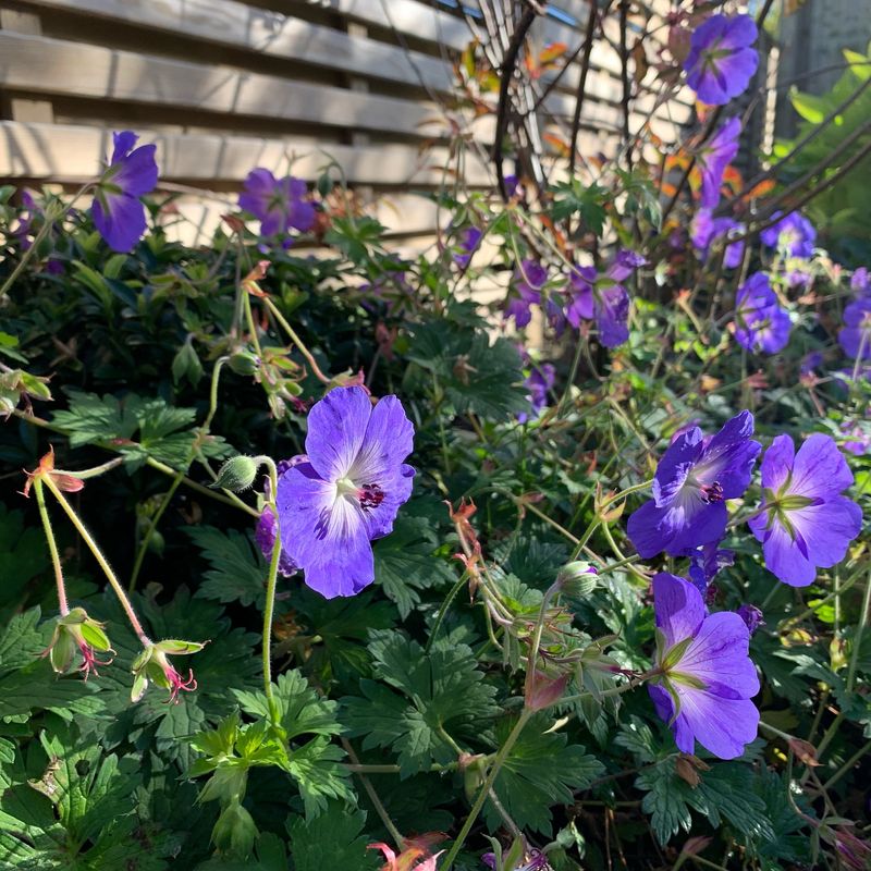Hardy Geraniums Fill Back In Fast