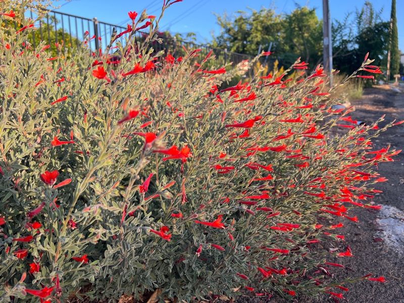 California Fuchsia Blooms With Limited Water