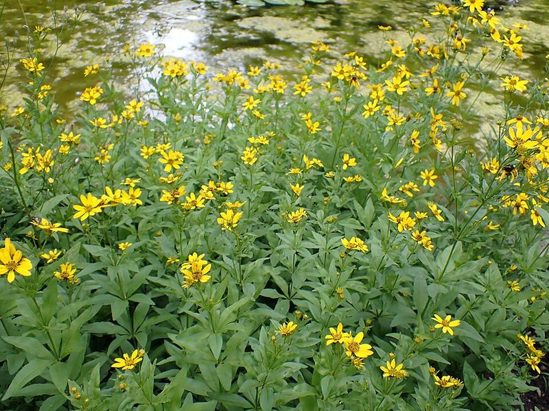 Coreopsis Draws In Helpful Insects With Ease