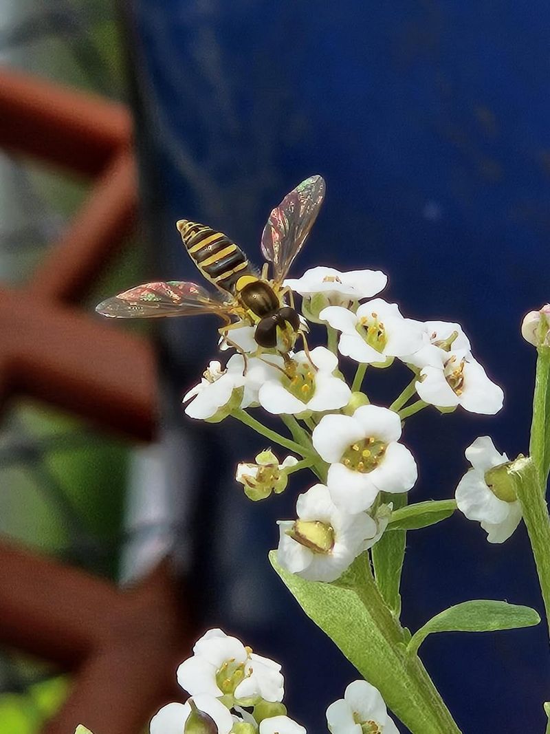 Alyssum Attracts Hoverflies That Feed On Aphids