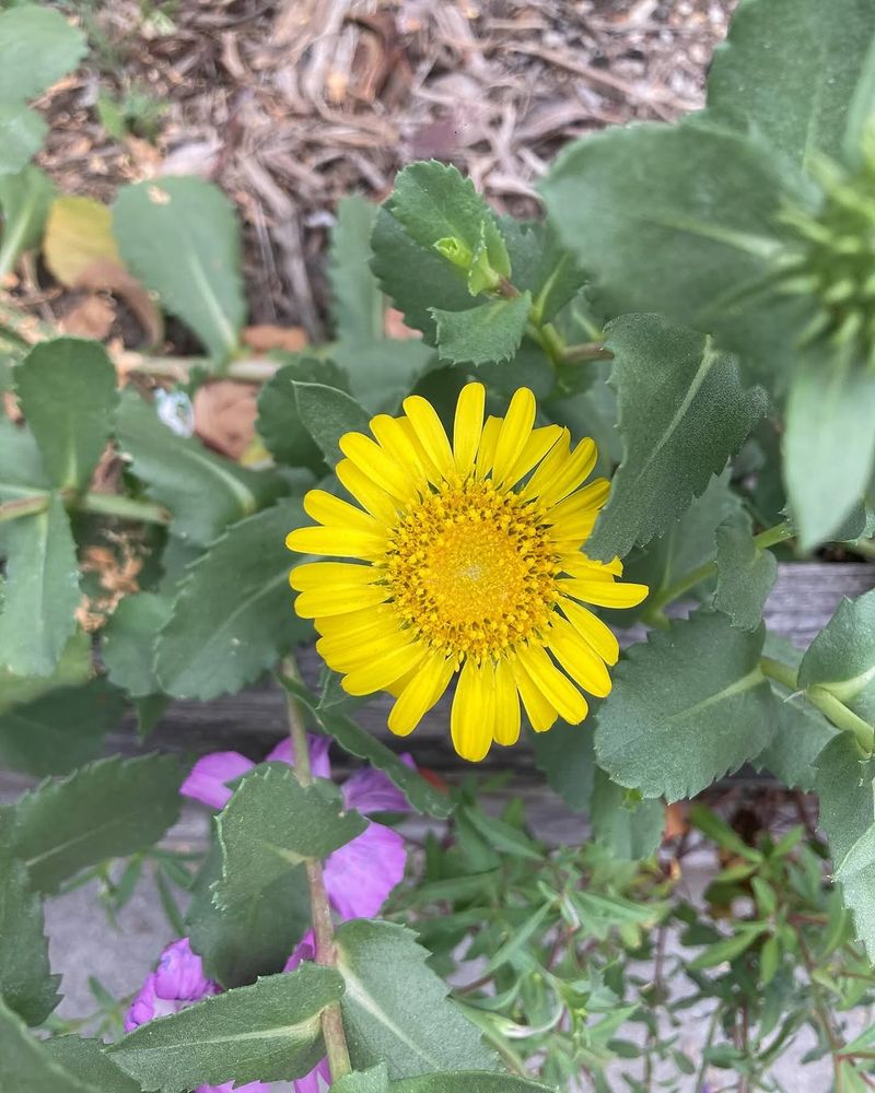 Gumplant That Thrives In Tough Dry Conditions