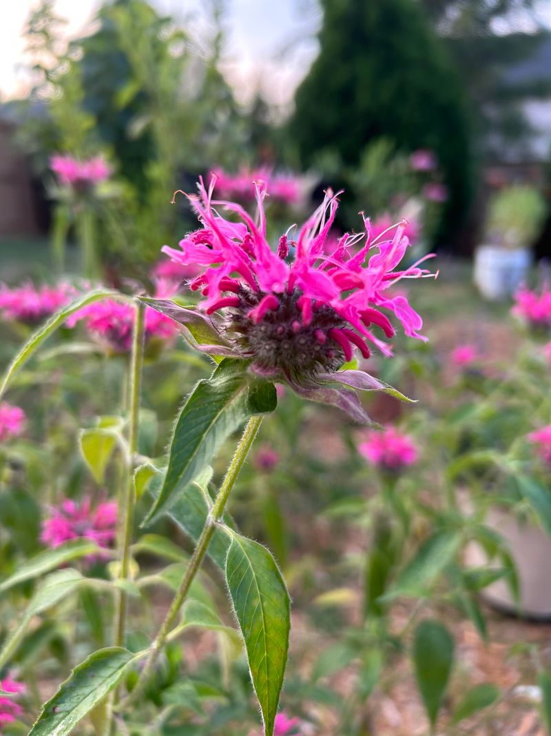 Bee Balm Brings Summer Color And Pollinators