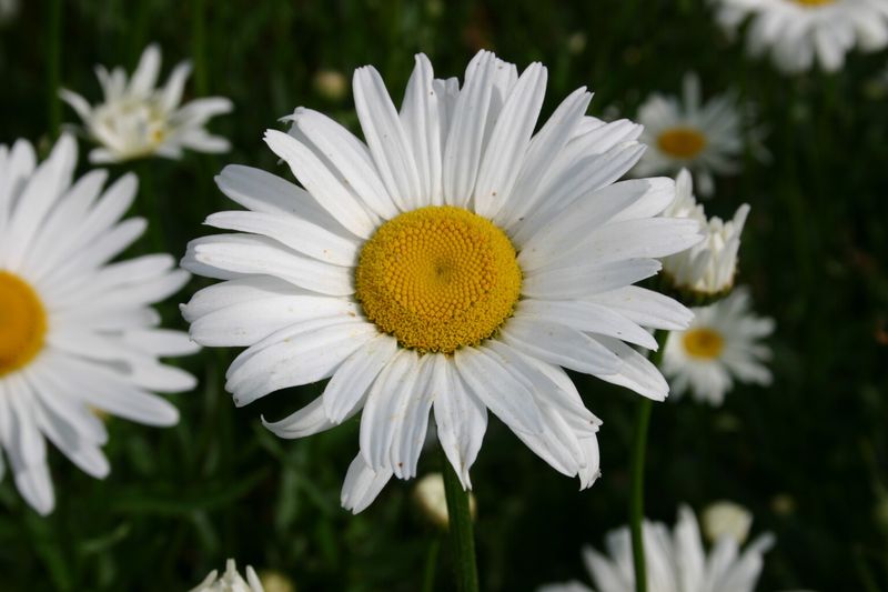 Shasta Daisy Keeps The Garden Bright And Simple