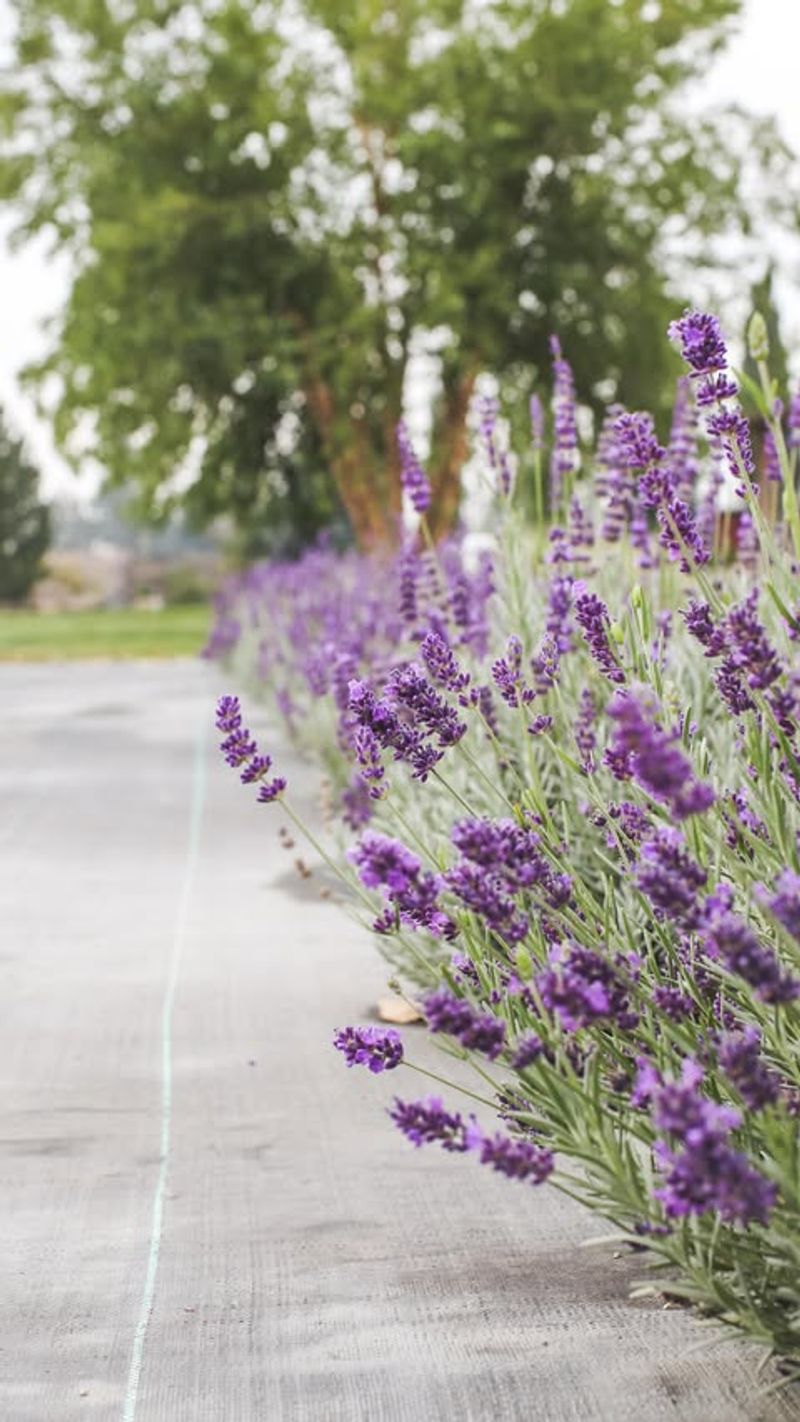 Lavender Filling The Air With Fragrance