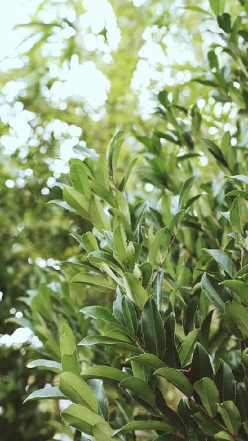 Carolina Cherry-Laurel