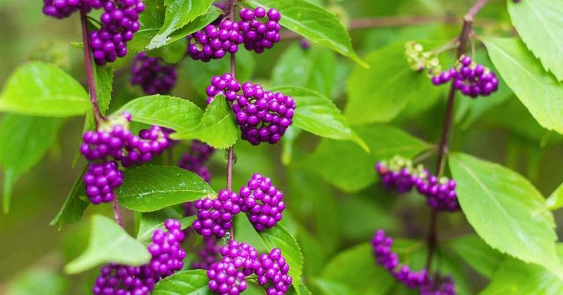 American Beautyberry Adds Bright Berries In Fall
