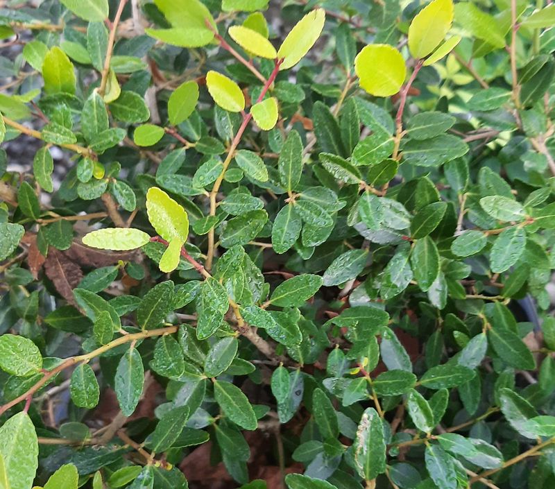 Dwarf Yaupon Holly Keeps A Compact Shape