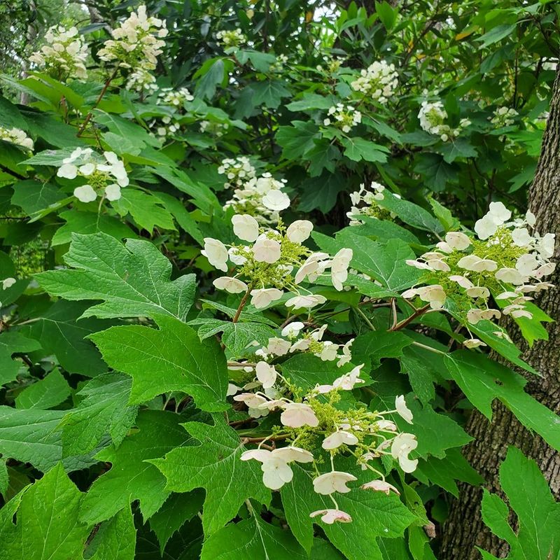Oakleaf Hydrangea Fills Space And Thrives In Partial Shade