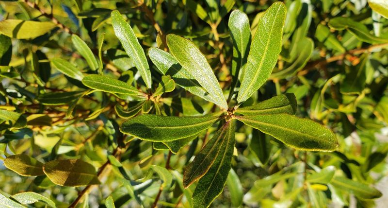 Wax Myrtle (Morella Cerifera)
