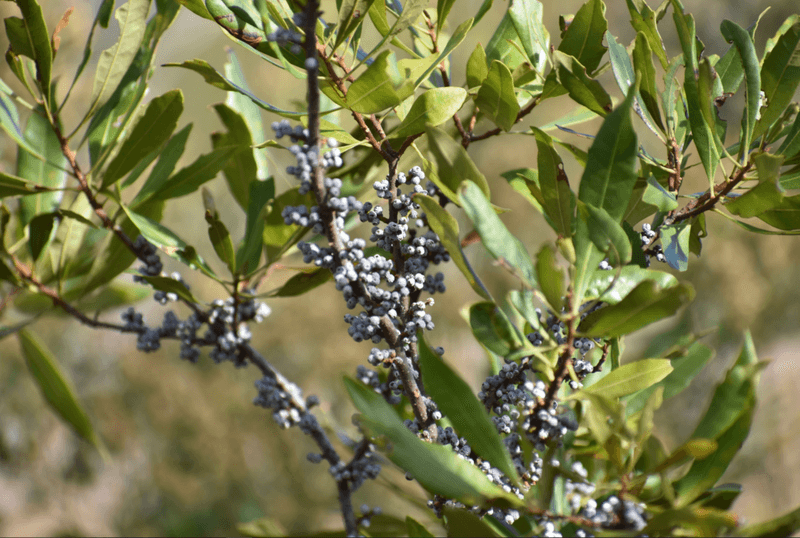 Wax Myrtle (Morella Cerifera)