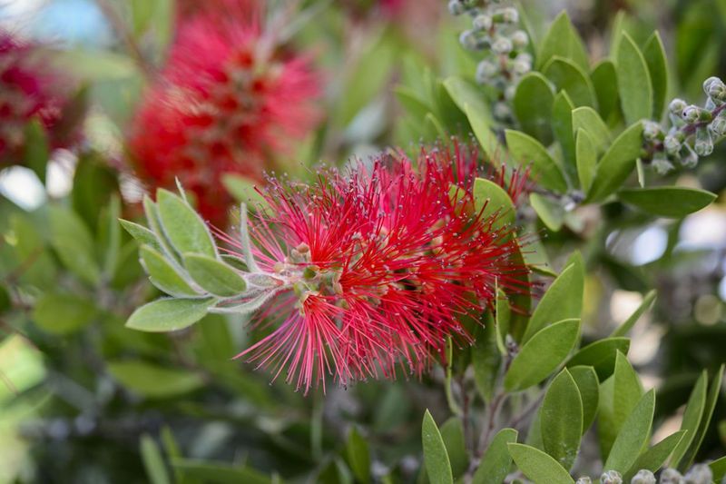 Bottlebrush Lights Up The Yard And Pulls In Pollinators