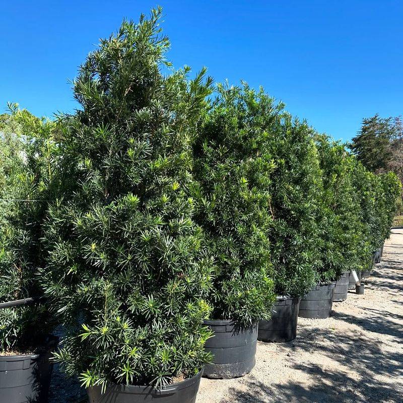 Podocarpus For A Clean Formal Look