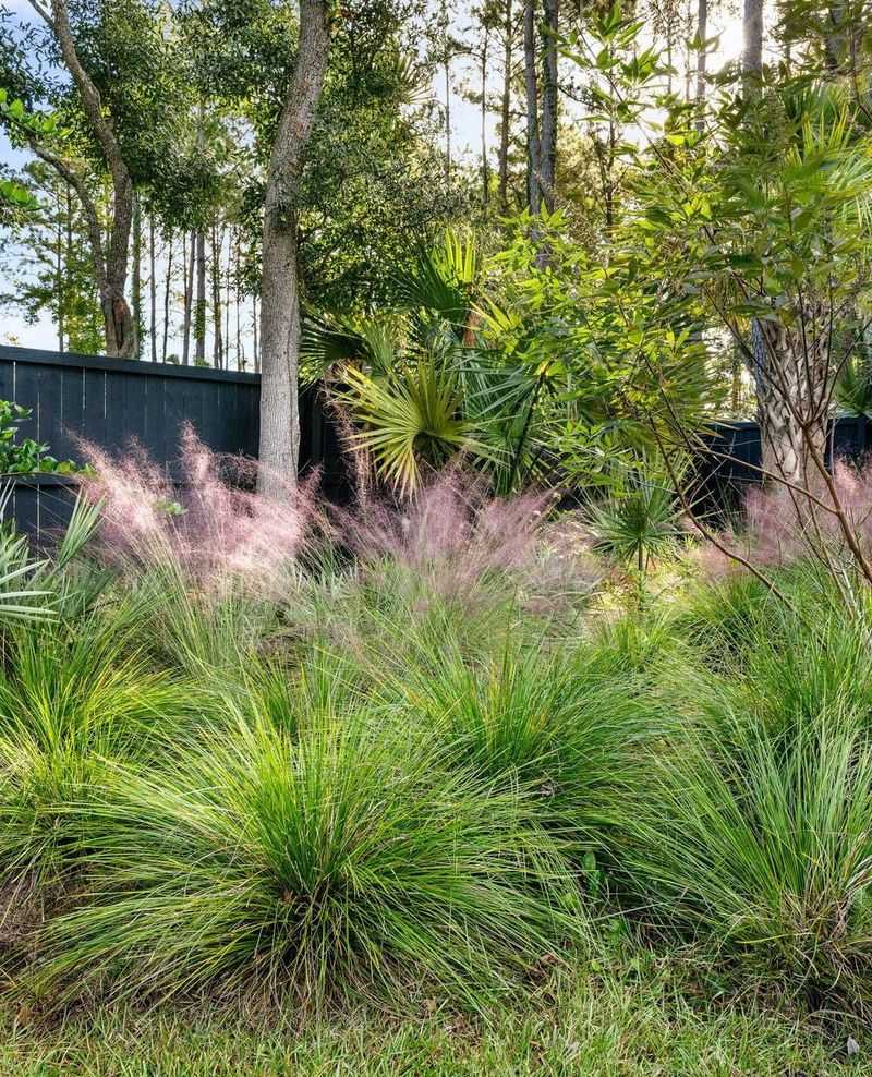 Muhly Grass