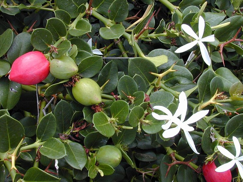 Natal Plum Forms A Compact And Dense Barrier