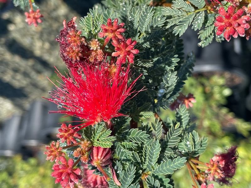 Baja Fairy Duster Blooms Well In High Temperatures