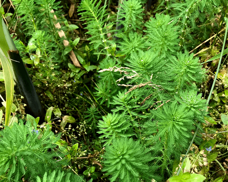 Parrot Feather (Myriophyllum Aquaticum)