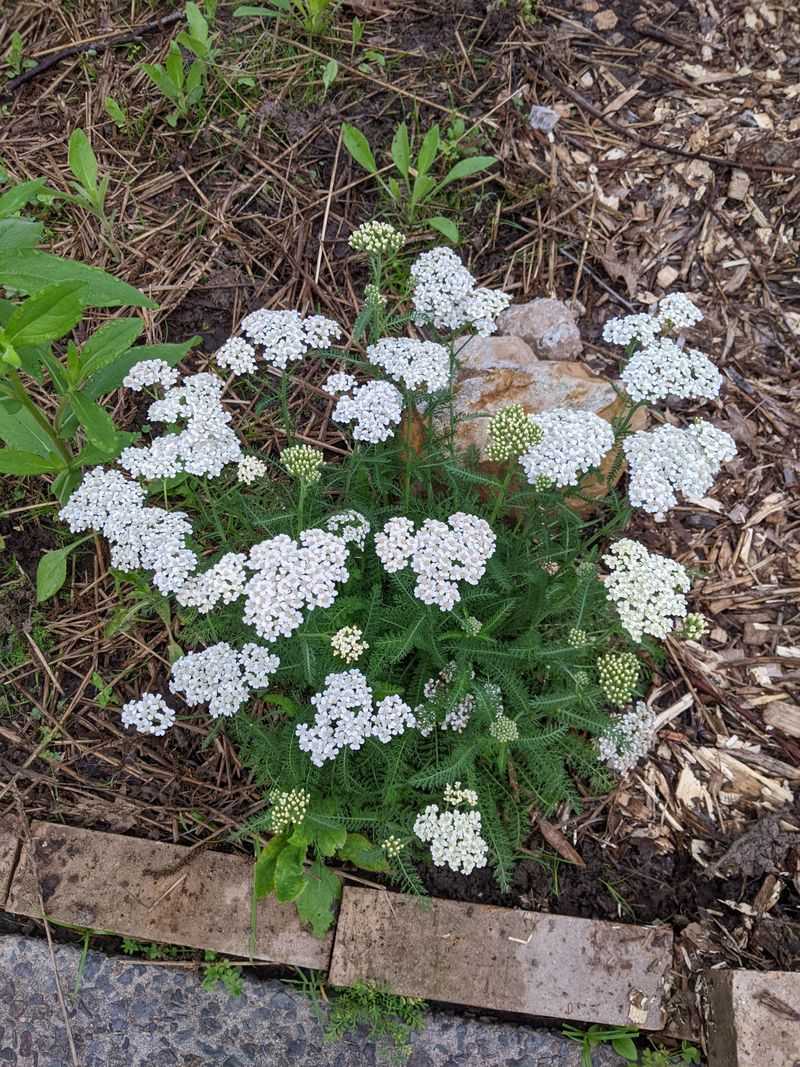 Yarrow Spreading Strong And Holding Territory