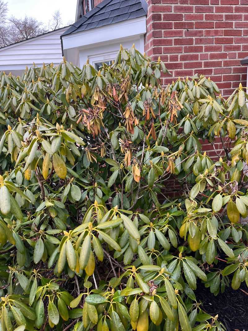 Winter Stress Can Show Up Just As Spring Growth Begins