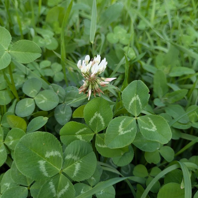 White Clover Spreads Quickly In Thin And Open Lawn Areas