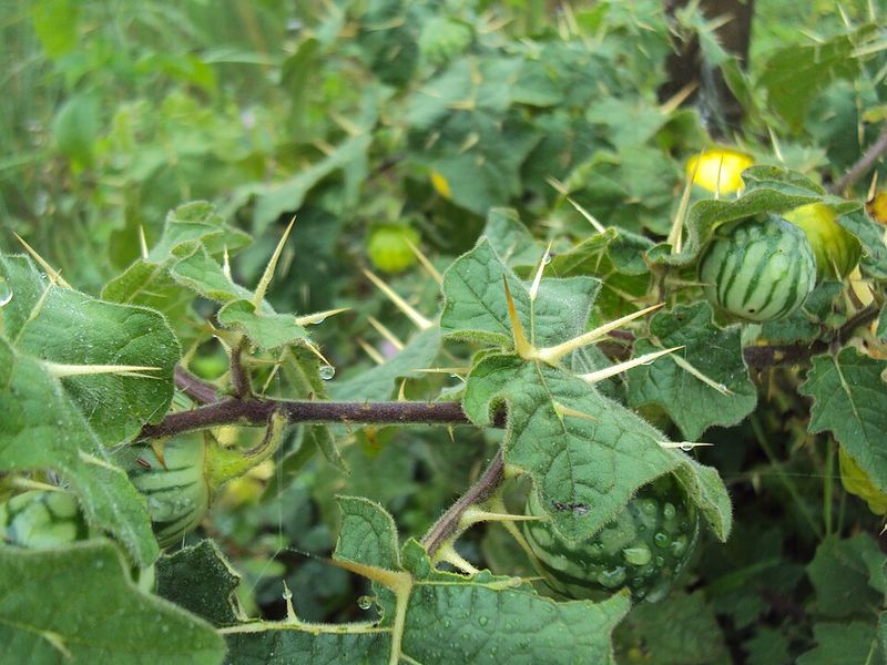 Tropical Soda Apple Spreads With Spiny Growth