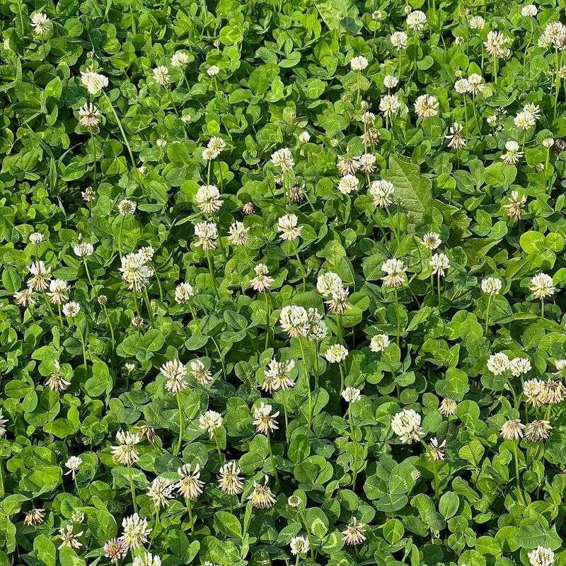 White Clover Blending In With Grass But Spreading Quickly