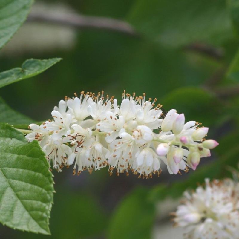 Foxglove Beardtongue 