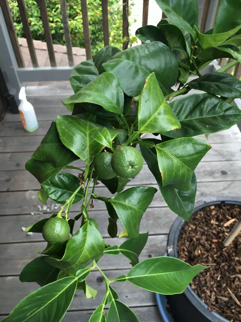 Leaves Curl And Look Tired By Midday