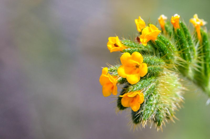 Fiddleneck