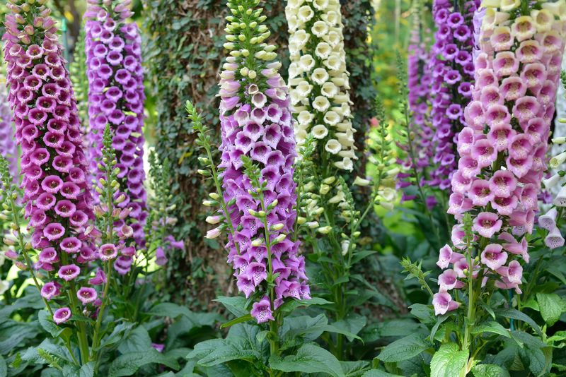 Foxglove Is Beautiful But Highly Toxic