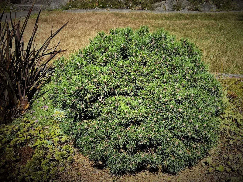 Mugo Pine Keeps A Compact Shape With Little Work