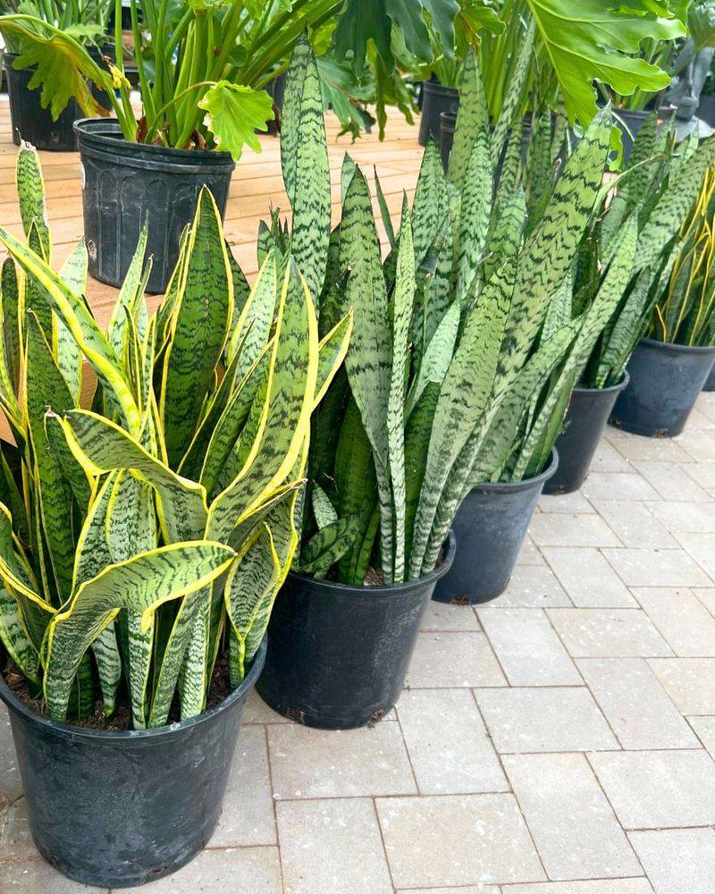 You Can Move Snake Plants Onto Your Porch Or Patio In Summer But Transition Slowly