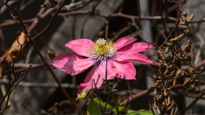 Too Much Shade Can Leave You With Vines And Very Few Blooms