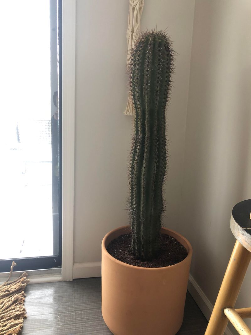 Watering Guidelines For Saguaros During Dry Pre-Monsoon Months