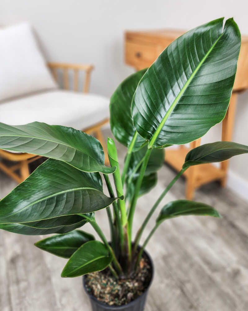 Too Much Nitrogen Encourages Leaves Over Flowers