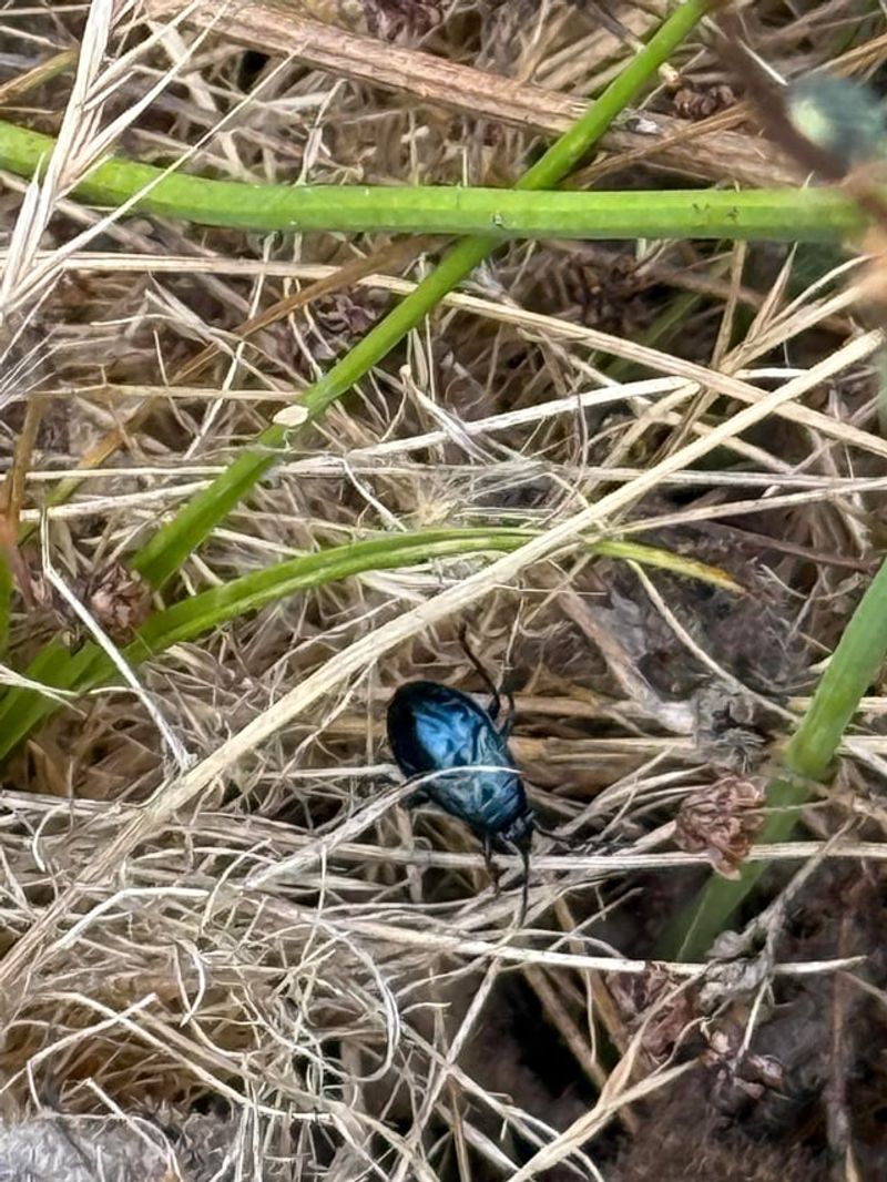 Heavy Infestations Can Destroy Small Seedlings