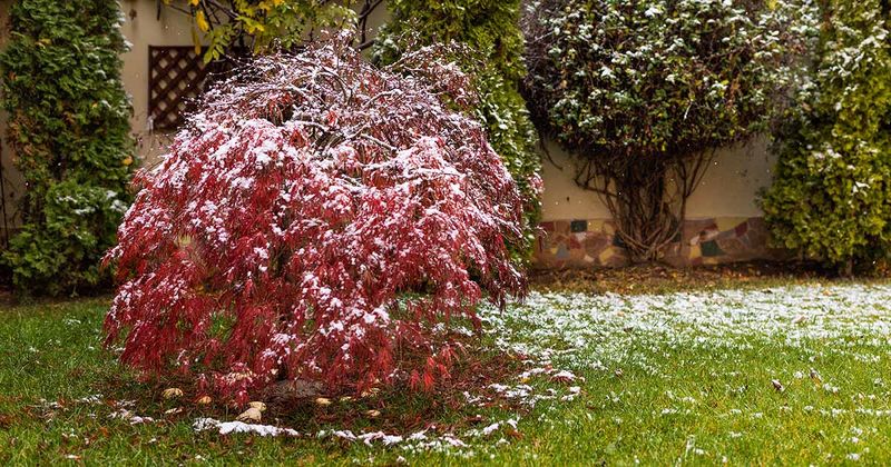 Repeated Frosts Increase Stress On The Tree