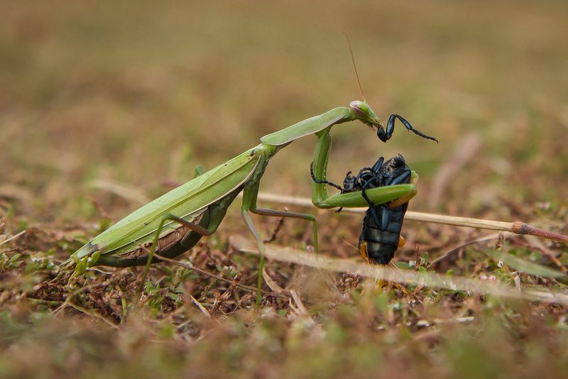 Nature's Own Pest Control Is Running In Your Garden