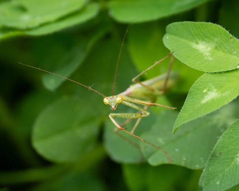 Your Plants Provide Good Cover For Hunters