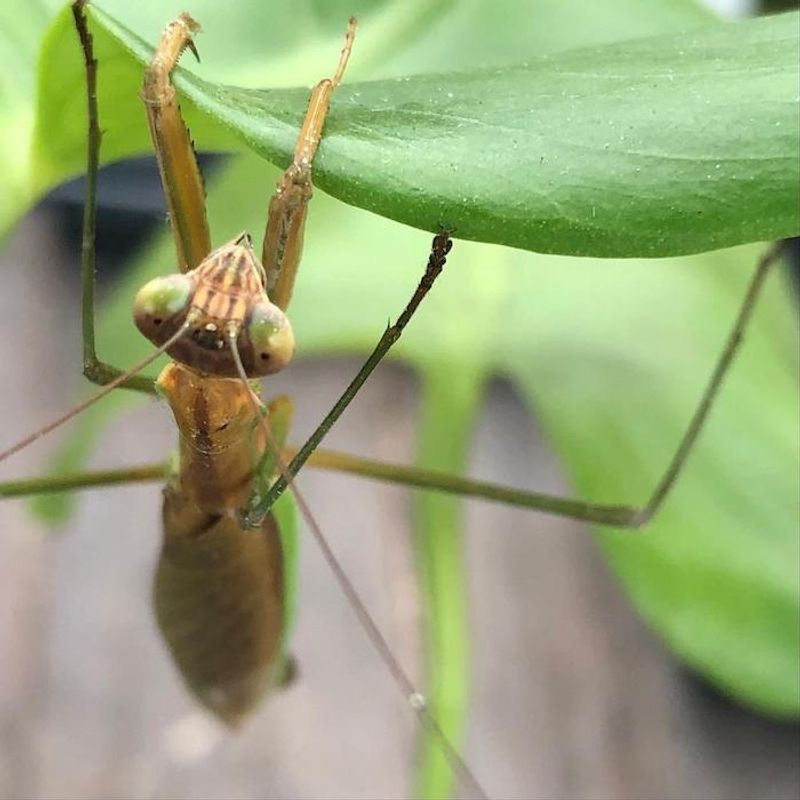 The Surrounding Environment Is Still Connected To Nature