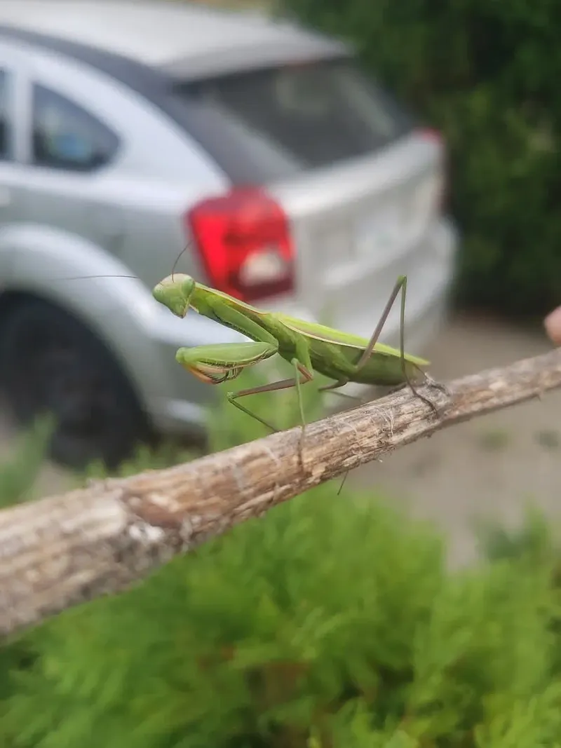 A Symbol Of Patience And Stillness