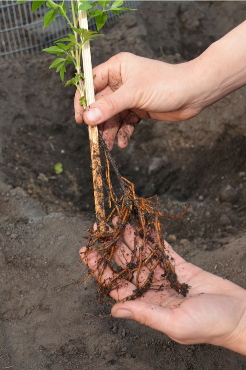 Hot Stressed Roots Can Hold Back Flower Power