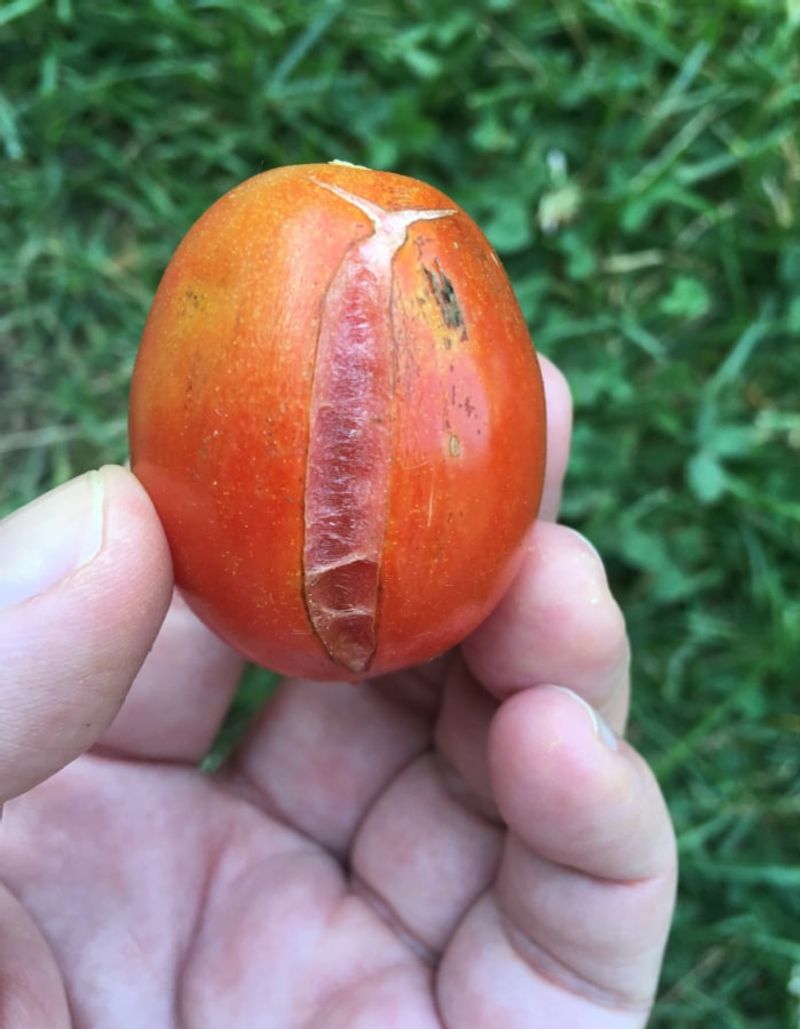 Florida Heat Dries Out The Soil Fast